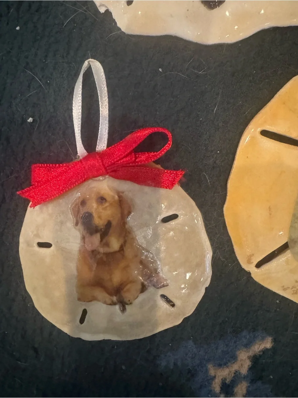 Handmade Dog real Sand Dollar Ornaments - Assorted Colors